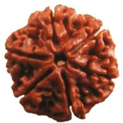 Jaipur Gemstone 6 Mukhi Rudraksha Beads Natural Six Faces Rudraksha Original Astrological Purpose Beads Wood