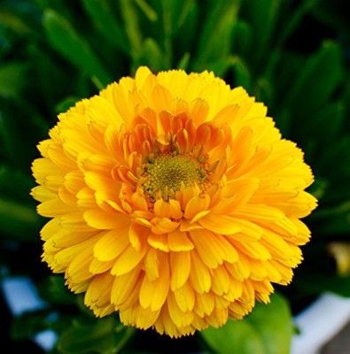 SONIRO gainda marigold flower Seed(110 per packet)