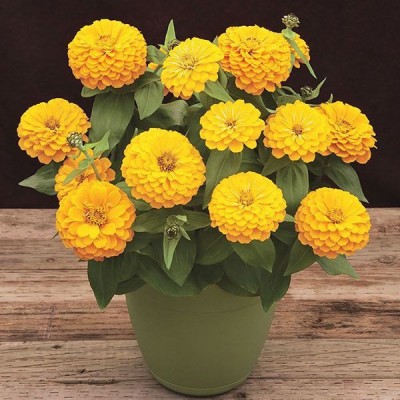 ALPINE HYBRID SEEDS ZINNIA Seed(50 per packet)