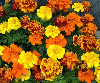 Mozette Hybrid Mari Gold Mix Seed(60 per packet)