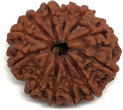 RATAN BAZAAR 12 Mukhi Rudraksha Beads Original Twelve Faces Rudraksha Astrological Purpose Beads Wood