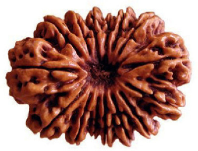 RATAN BAZAAR 15 Mukhi Rudraksha Beads Natural Original Fifteen Faces Rudraksha Astrological Purpose Beads Wood