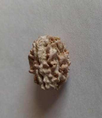 AADIYOGI Aadiyogi 3 Mukhi Rudraksha Wood Pendant