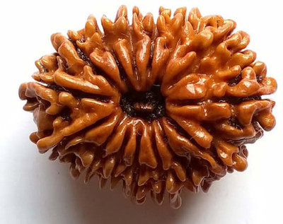 KUNDLI GEMS 15 Mukhi Rudraksha Beads Natural Original Fifteen Faces Rudraksha Astrological Purpose Beads Wood