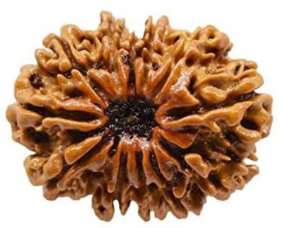 RATAN BAZAAR 12 Mukhi Rudraksha Beads Original Twelve Faces Rudraksha Astrological Purpose Beads Wood