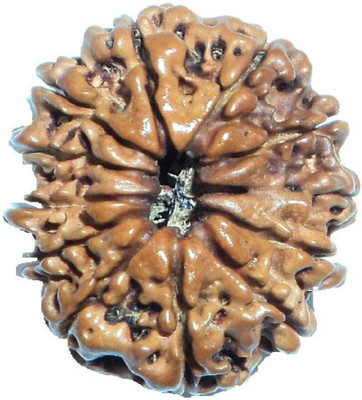 RATAN BAZAAR 12 Mukhi Rudraksha Beads Original Twelve Faces Rudraksha Astrological Purpose Beads Wood