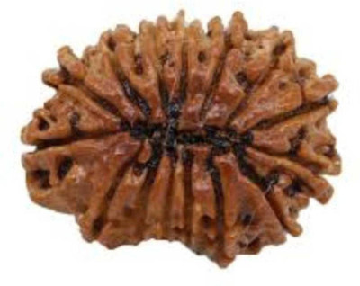 RATAN BAZAAR 15 Mukhi Rudraksha Beads Natural Original Fifteen Faces Rudraksha Astrological Purpose Beads Wood