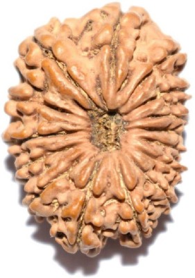 RATAN BAZAAR 15 Mukhi Rudraksha Beads Natural Original Fifteen Faces Rudraksha Astrological Purpose Beads Wood