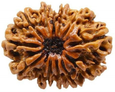 RATAN BAZAAR 12 Mukhi Rudraksha Beads Original Twelve Faces Rudraksha Astrological Purpose Beads Wood