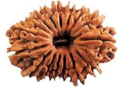 RATAN BAZAAR 16 Mukhi Rudraksha Beads Original and Natural Sixteen Faces Rudraksha Astrological Purpose Beads Wood