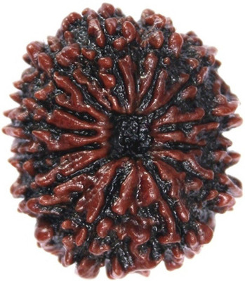 RATAN BAZAAR 13 Mukhi Rudraksha Beads Original Natural Thirteen Faces Rudraksha Astrological Purpose Beads Wood