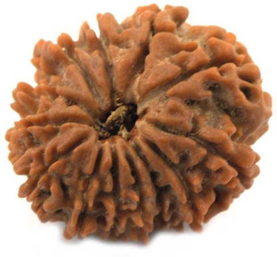 RATAN BAZAAR 13 Mukhi Rudraksha Beads Original Natural Thirteen Faces Rudraksha Astrological Purpose Beads Wood