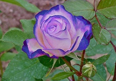 Biosnyg Rare Blue Pink Roses Flowerfor Home Garden Décor 25 Seeds Seed(25 per packet)