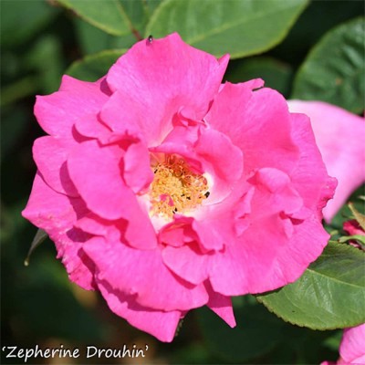 Biosnyg Climbing Rose Bush Collection - 3 Varieties Fresh Plant for Planting 100 Seeds Seed(100 per packet)