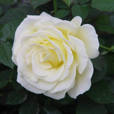 Biosnyg Flower White Rose （Rosa Rugosa Thunb） 25 Seeds Seed(25 per packet)