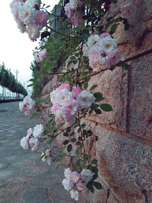 Biosnyg Rose Seed(25 per packet)
