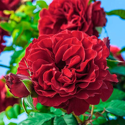 Biosnyg Leonardo Da Vinci Rosa Seeds 25 Seeds Seed(25 per packet)