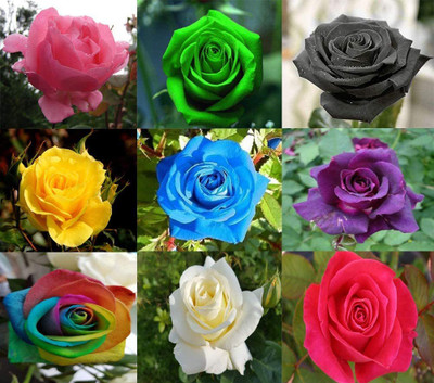 Biosnyg Rose FlowerMixed Multicolored Decorative Rare Plants 100 Seeds Seed(100 per packet)