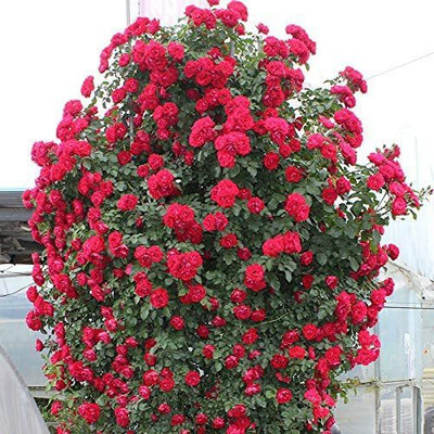 Biosnyg Clambing Vine Flower Red Rosa Wild Rose 100 Seeds Seed(100 per packet)