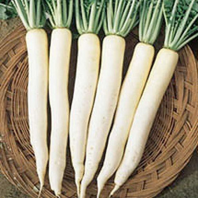 SONIRO radish hybird seed Seed(210 per packet)