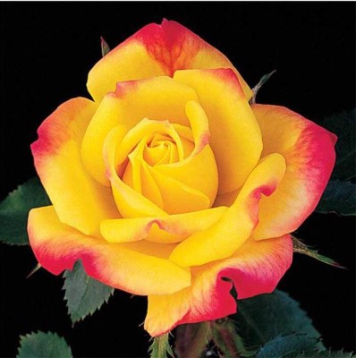 Biosnyg Rose Orange Romantic Star Rosa Rugosa Thunb Rose Flower Fresh Plants 10gm Seeds Seed(10 g)