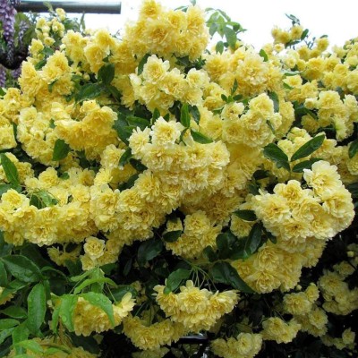 Biosnyg Grow Rosa Rugosa for Planting Rose Yellow 10gm Seeds Seed(10 g)