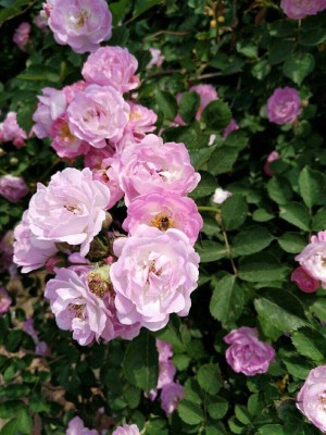 Biosnyg Perennial Fragrant Flower Garden Décor Climbing Rose Rosa 100 Seeds Seed(100 per packet)