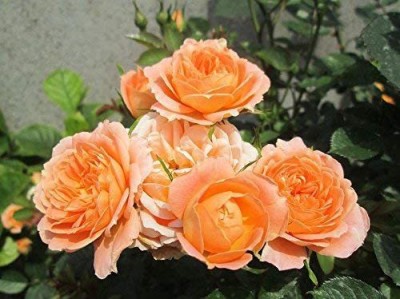 Biosnyg Plants Flowers (Sweet Dream Rose Fresh Plant Seeds for Planting) 50 Seeds Seed(50 per packet)