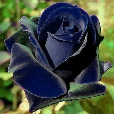 Biosnyg Black Blue Rose Fresh Plant Seeds for Planting for Planting Rare 50 Seeds Seed(50 per packet)