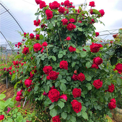 Biosnyg Climbing Vine Flower Fresh Plants Red Rosa for Planting 100 Seeds Seed(100 per packet)
