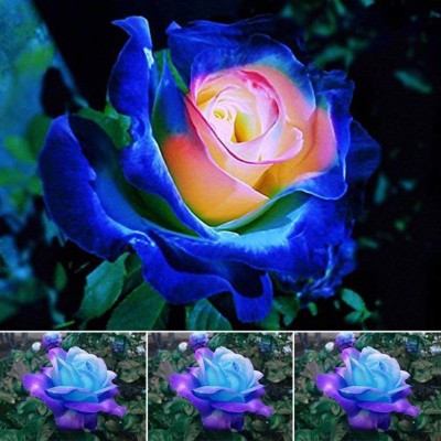 Biosnyg Rare Blue Pink Roses Plant Fresh Plant Seeds for Planting 25 Seeds Seed(25 per packet)