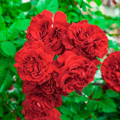 Biosnyg Red Leonardo Da Vinci Rosa Wild Rose 25 Seeds Seed(25 per packet)