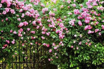Biosnyg Multiflora Perennial Fragrant Flower Garden Décor Climbing Rose Rosa 100 Seeds Seed(100 per packet)