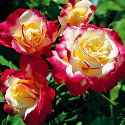 Biosnyg Rose （Rosa Rugosa Thunb）Rose Flower 100 Seeds Seed(100 per packet)