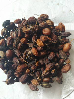 TAMRANSH Neem Niboli Seed(300 per packet)