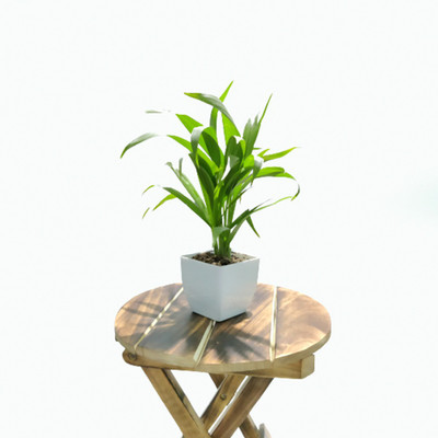 KitchenGarden Areca Palm(Hybrid, Pack of 1)