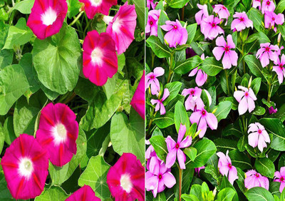 Axote Ipomea Scarlet O'Hara and Vinca Seed(50 per packet)