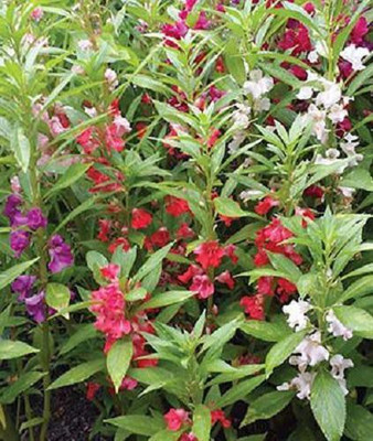 LYRS Balsam Mixed Flower Seed(80 per packet)