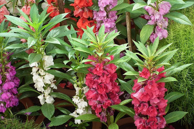 LYRS Balsam Mixed Flower Seed- 50 Seed(50 per packet)