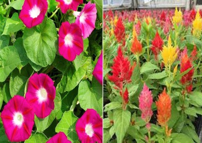 Antier Ipomea Scarlet O'Hara and Celosia Seed(50 per packet)