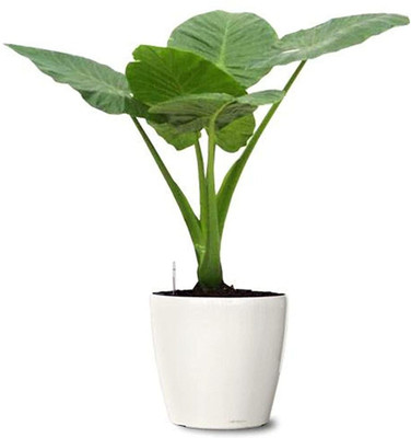 KANAYA Taro Root Arabi Beej Seed(4 per packet)