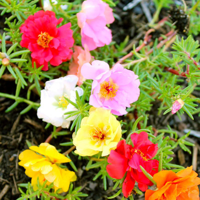 ALPINE HYBRID SEEDS PORTULACA DOUBLE MIX Seed(50 per packet)