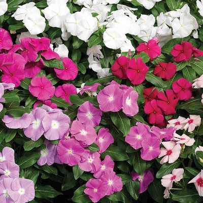 ALPINE HYBRID SEEDS VINCA Seed(50 per packet)