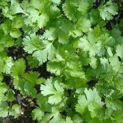 ALPINE HYBRID SEEDS CORIANDER Seed(50 per packet)