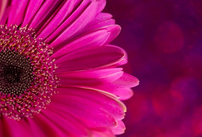 SONIRO aster flower Seed(55 per packet)