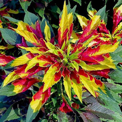 ALPINE HYBRID SEEDS AMARANTHUS Seed(50 per packet)