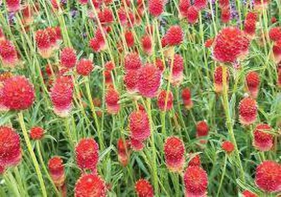 ALPINE HYBRID SEEDS GOMPHRENA STRAWBERRY Seed(50 per packet)