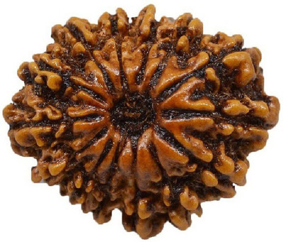 RATAN BAZAAR 14 Mukhi Rudraksha Beads Original fourteen Faces Rudraksha Astrological Purpose Beads Stone