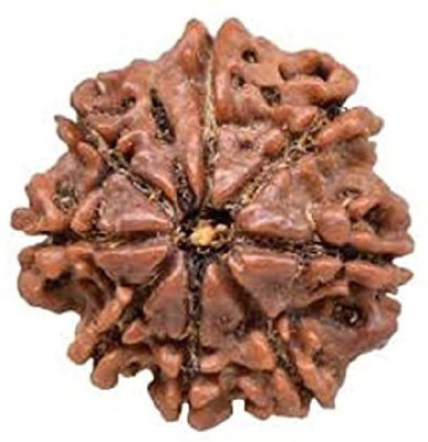 RATAN BAZAAR 8 Mukhi Rudraksha Beads Original and Natural Eight Faces Rudraksha Astrological Purpose Beads Stone