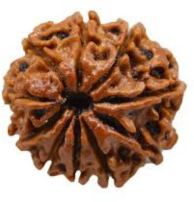 RATAN BAZAAR 10 Mukhi Rudraksha Beads Original Ten Faces Rudraksha Astrological Purpose Beads Stone
